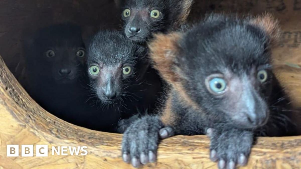 Four baby red-ruffed lemurs with rusty orange fur huddled together at Devon wildlife trust