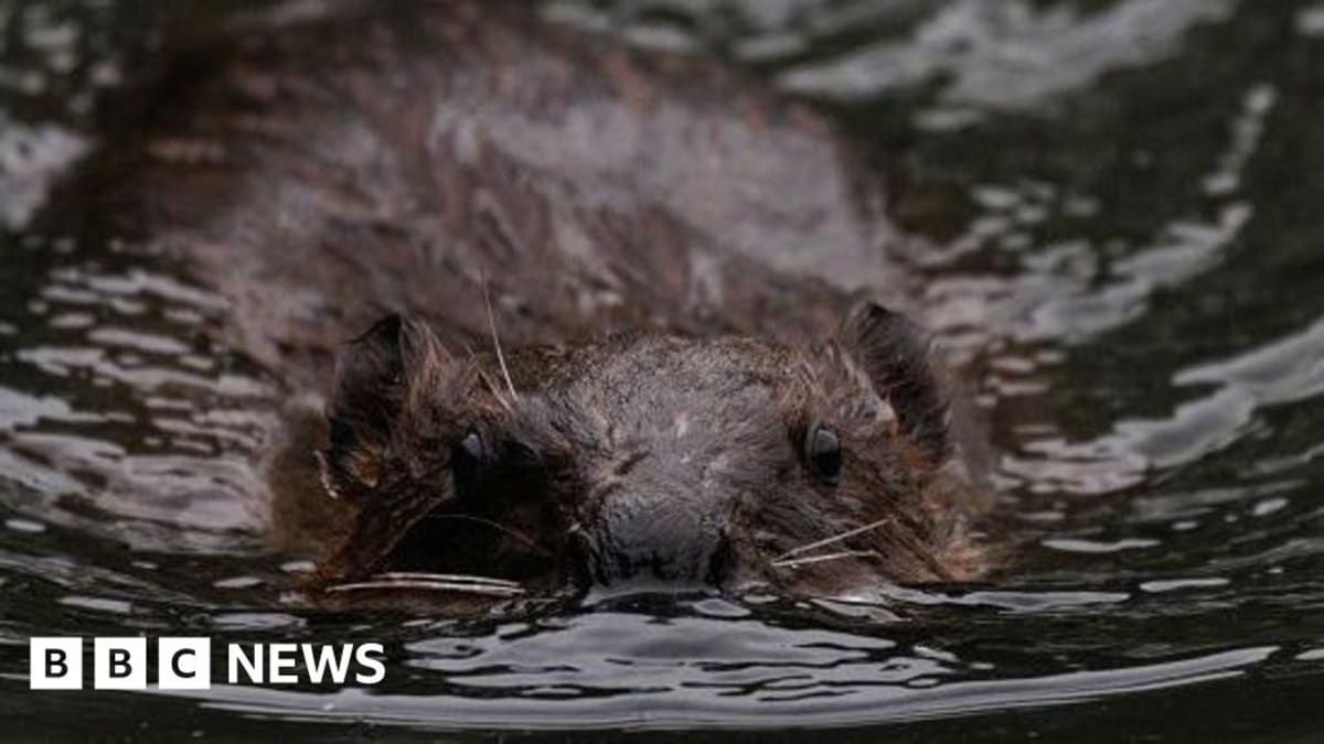 Eurasian beaver in wetland habitat working on dam construction in British woodland