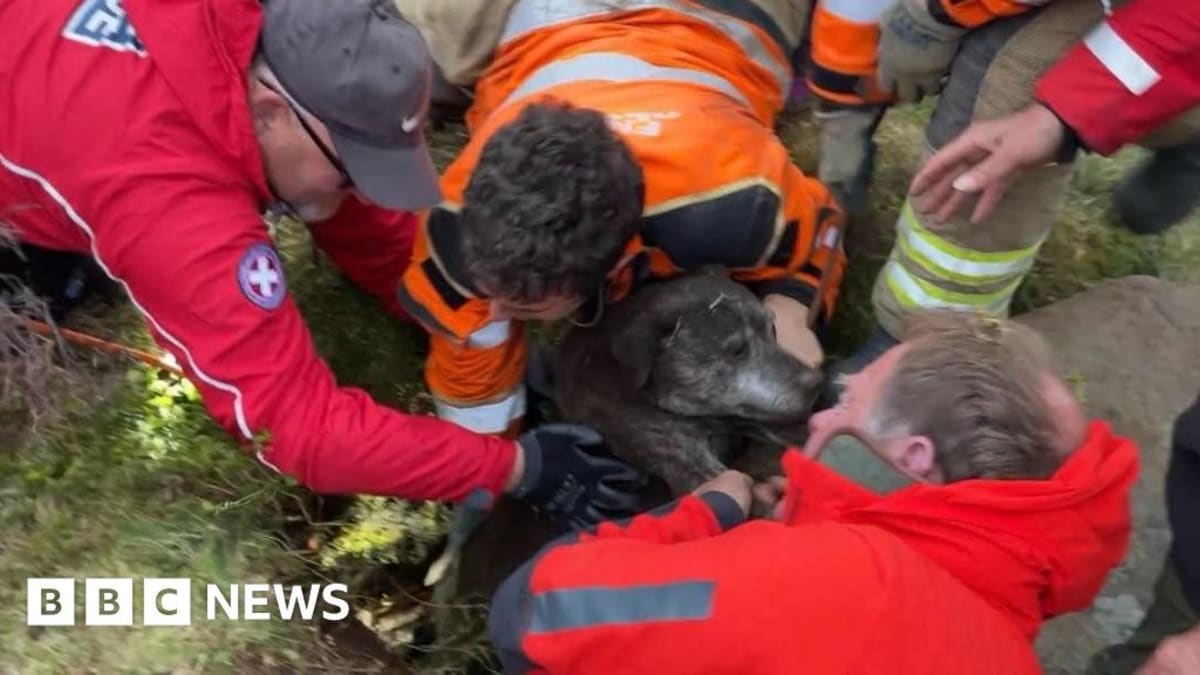 Muddy Staffordshire bull terrier being lifted from underground hole by volunteer rescue team members