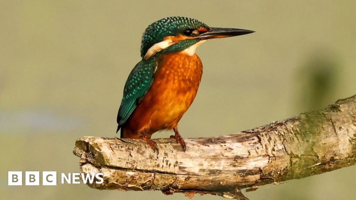 Norfolk Reserve Celebrates 50 Years of Rare Wildlife Wins