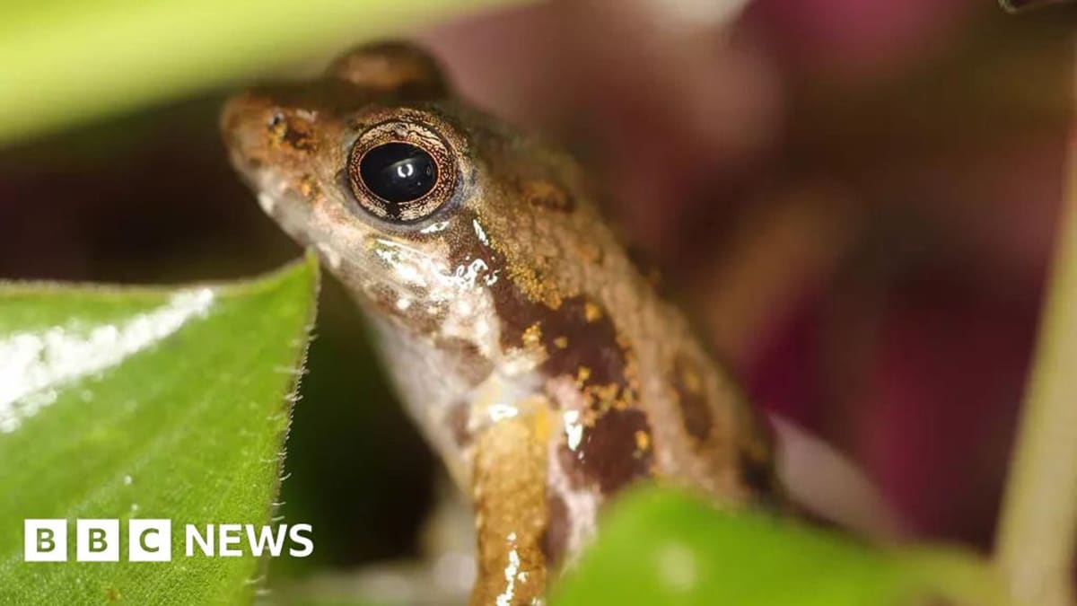 Tiny Afia Birago's puddle frog sitting on handler's finger at London Zoo exhibit