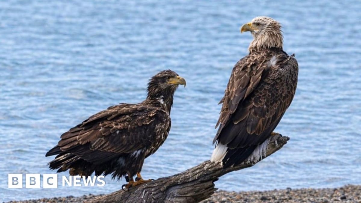 Giant Eagles Return to England After 240 Years