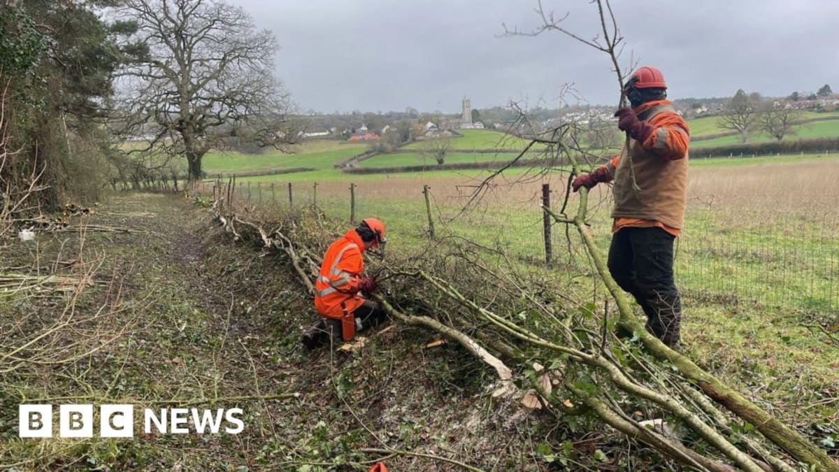 Ancient Hedge Laying Brings Wildlife Back to Somerset Lake