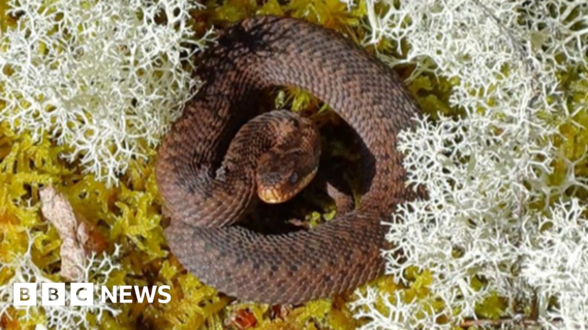 Scotland Creates New Homes for Adders and Rare Reptiles