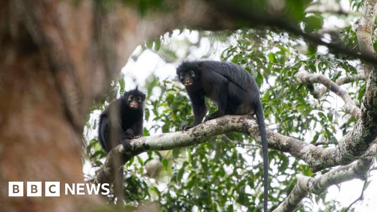 Orange-Lipped Monkey Discovered Hidden in Congo Forests