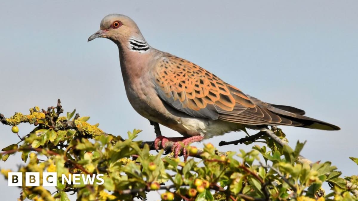 Turtle dove with distinctive orange and black patterned feathers perched in South Downs woodland