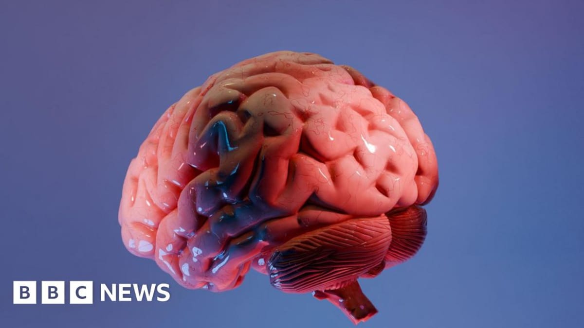 Three dimensional digital reconstruction of human brainstem showing detailed cellular structures and nerve pathways
