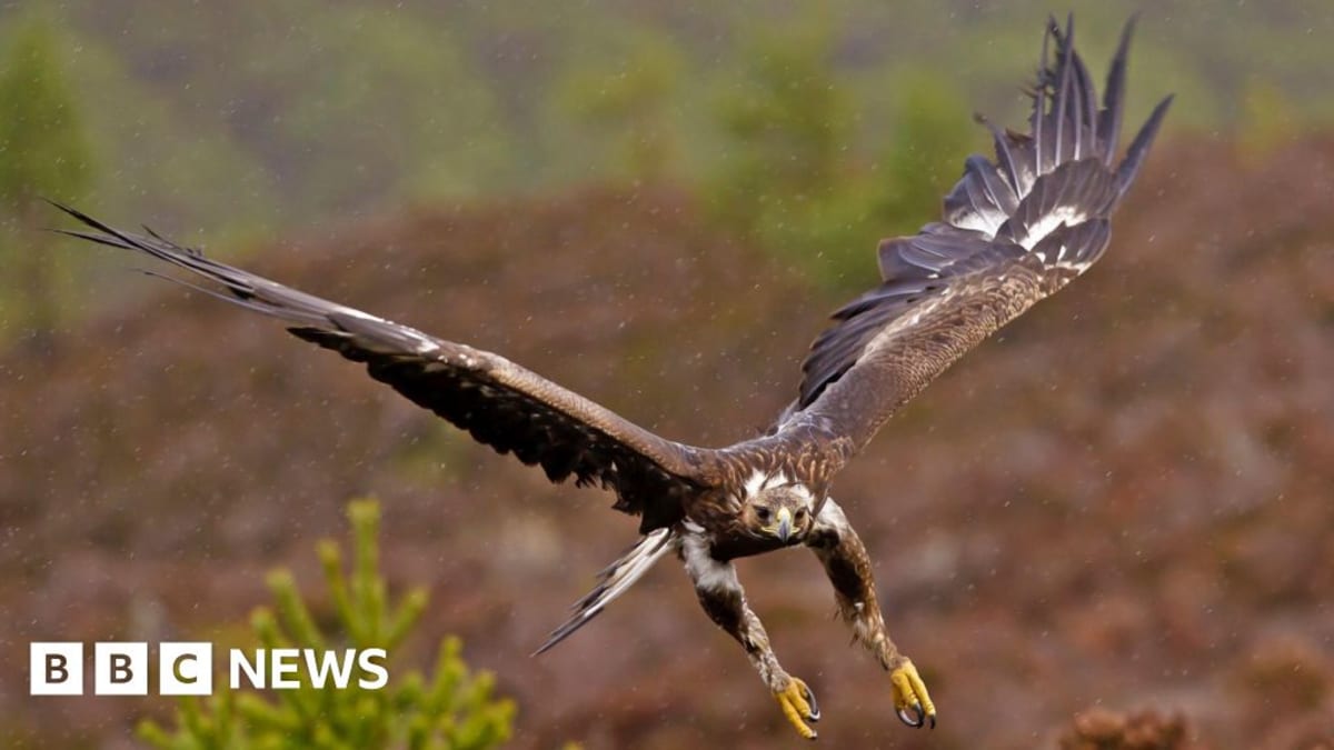 Majestic golden eagle with two-meter wingspan soaring through clear blue sky over English countryside