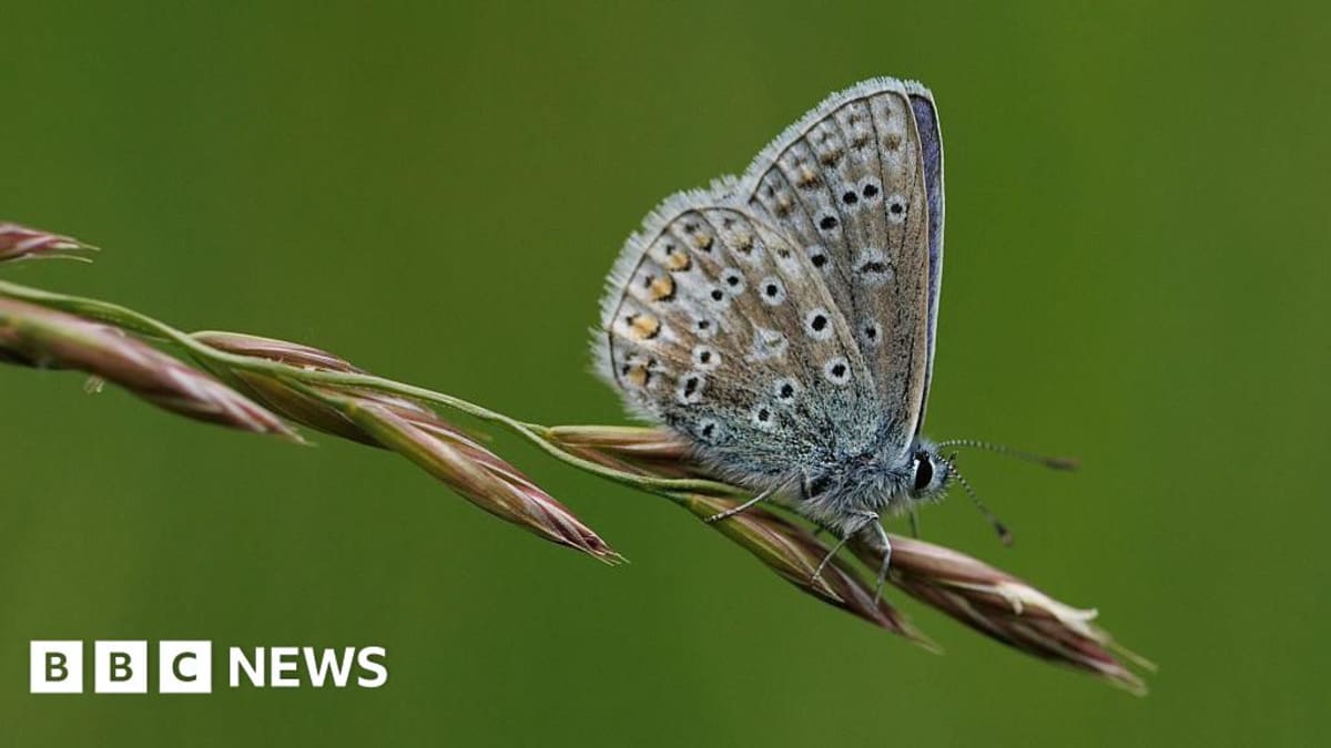 UK Launches Big Butterfly Count to Track Climate Impact