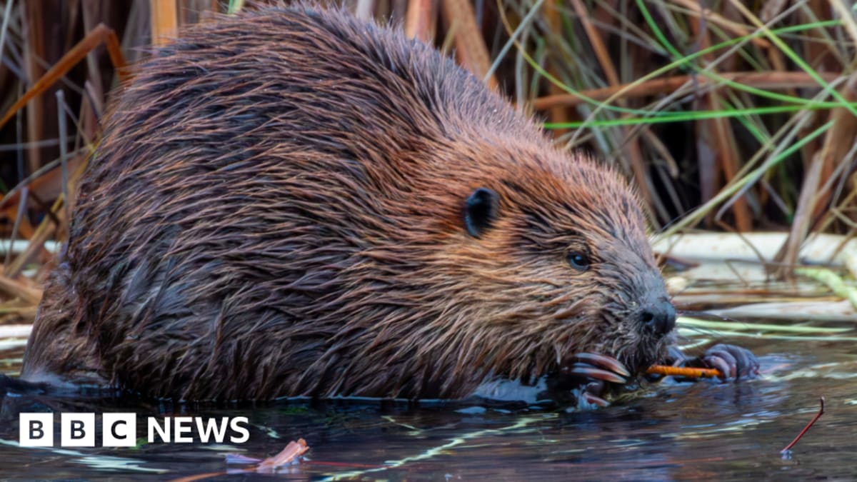 Wild Beavers Returning to Dorset Rivers After 400 Years