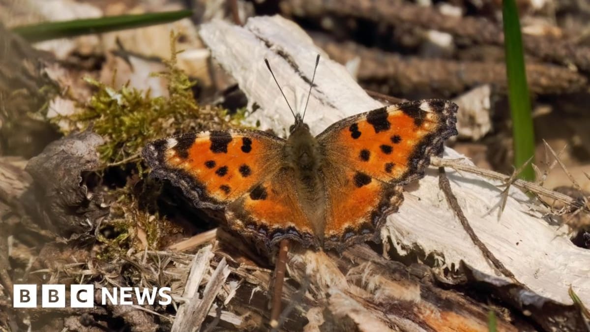 Close-up of an orange and black large tortoiseshell butterfly resting on tree bark