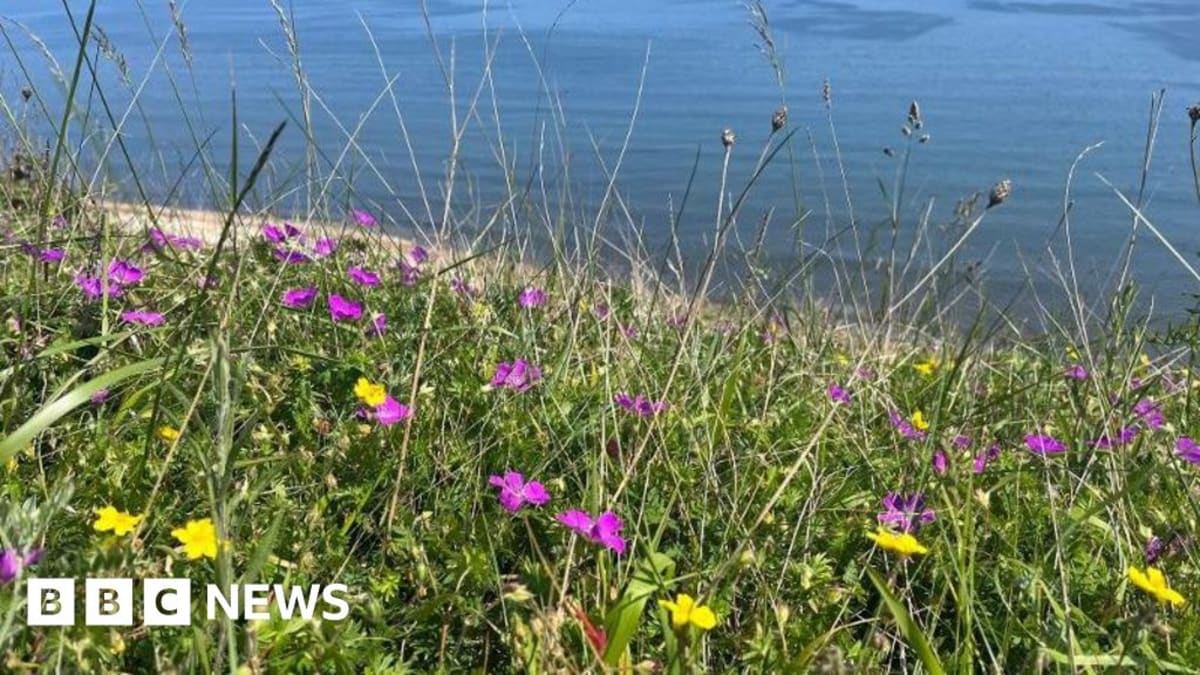Coastal grassland at Nose's Point Durham showing magnesian limestone cliffs and restored vegetation