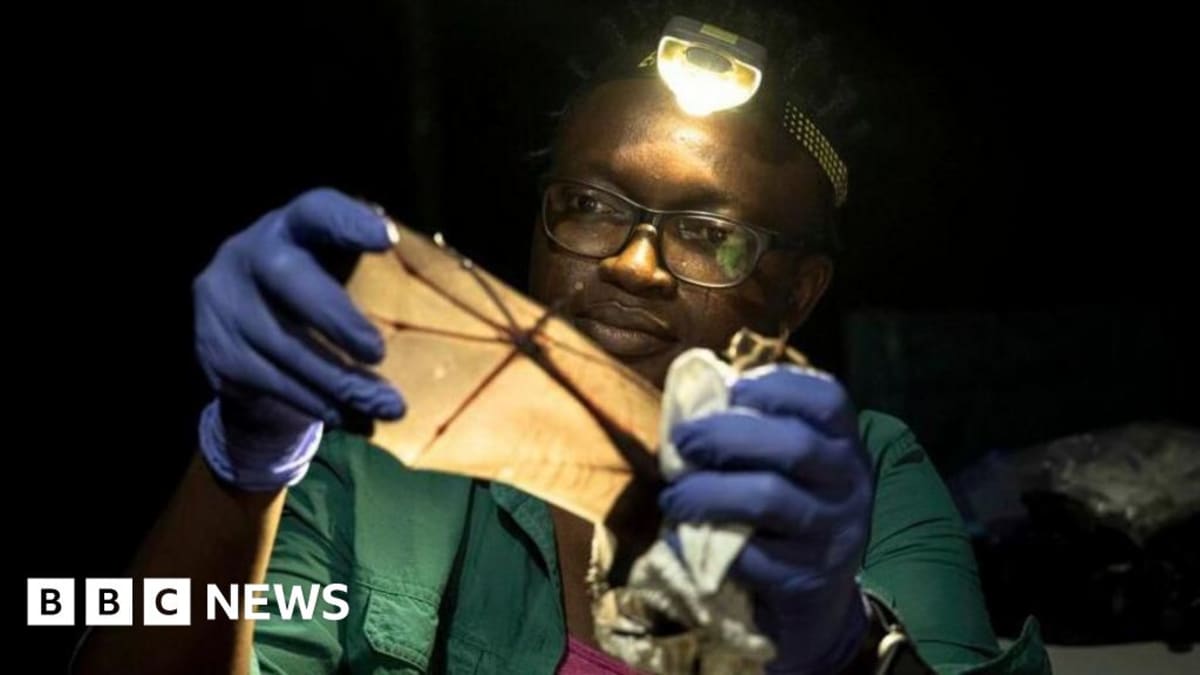 Nigerian ecologist Iroro Tanshi examining a short-tailed roundleaf bat's wing in wildlife sanctuary