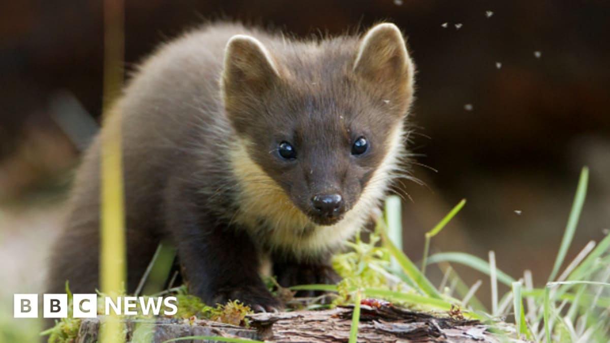 Pine marten, a small cat-sized mammal with brown fur, perched on tree branch in woodland