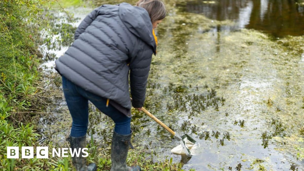Two Historic Ponds Come Back to Life After a Decade