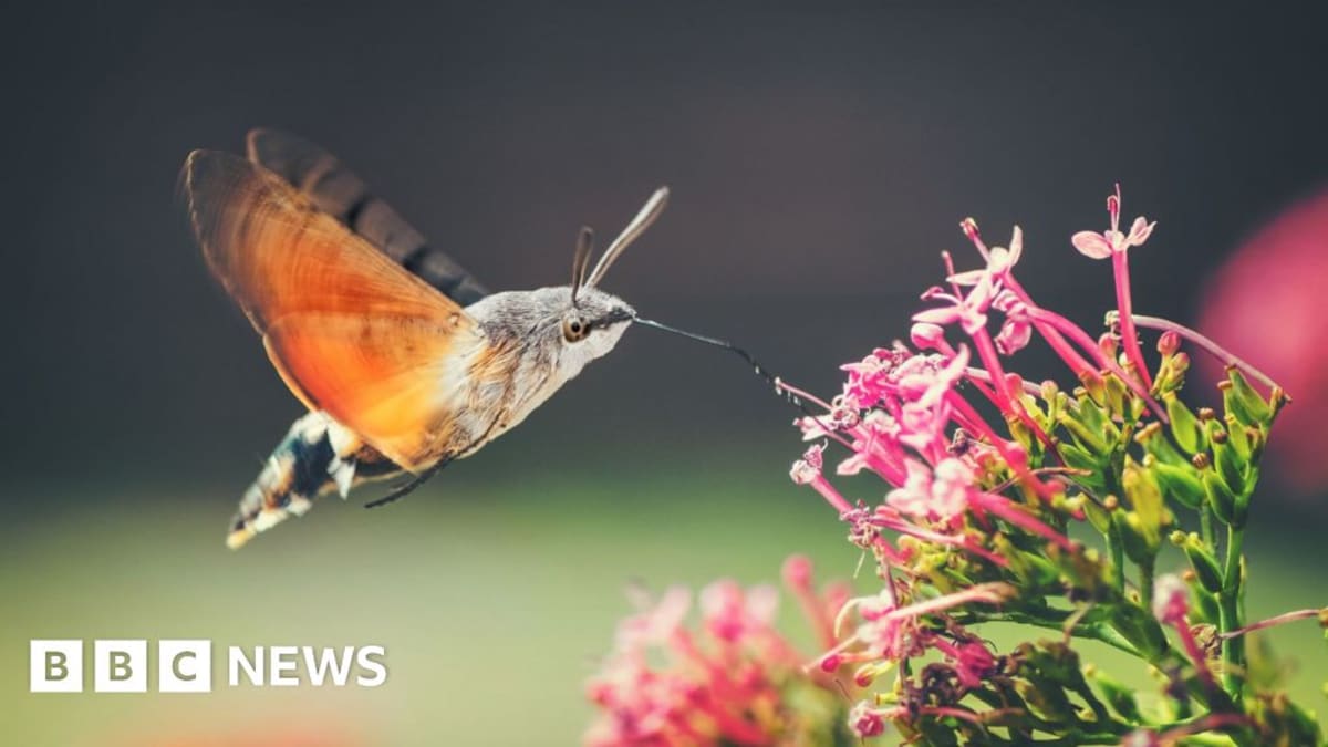 New Insects Thrive in UK's West Midlands as Climate Warms