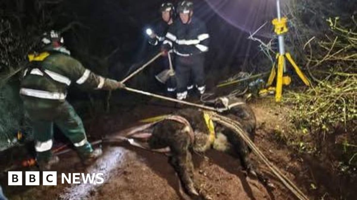 Firefighters using winch equipment to rescue sedated brown cow from hole in ground