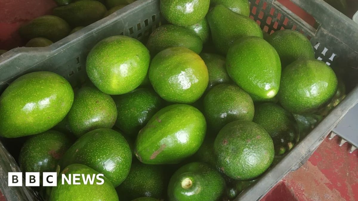 India's Avocado Boom: From 'Dog Fruit' to Darling Crop