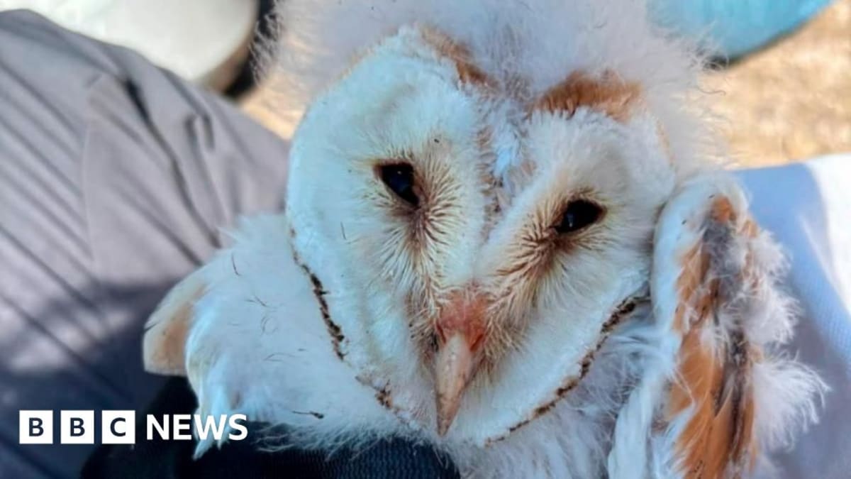 Young barn owl chicks sitting together in a wooden nest box in County Fermanagh, Northern Ireland