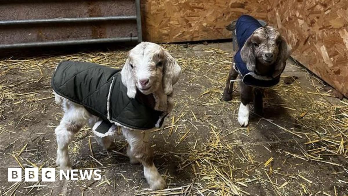 Kent Goat Sanctuary Doubles Capacity With New 17-Acre Land