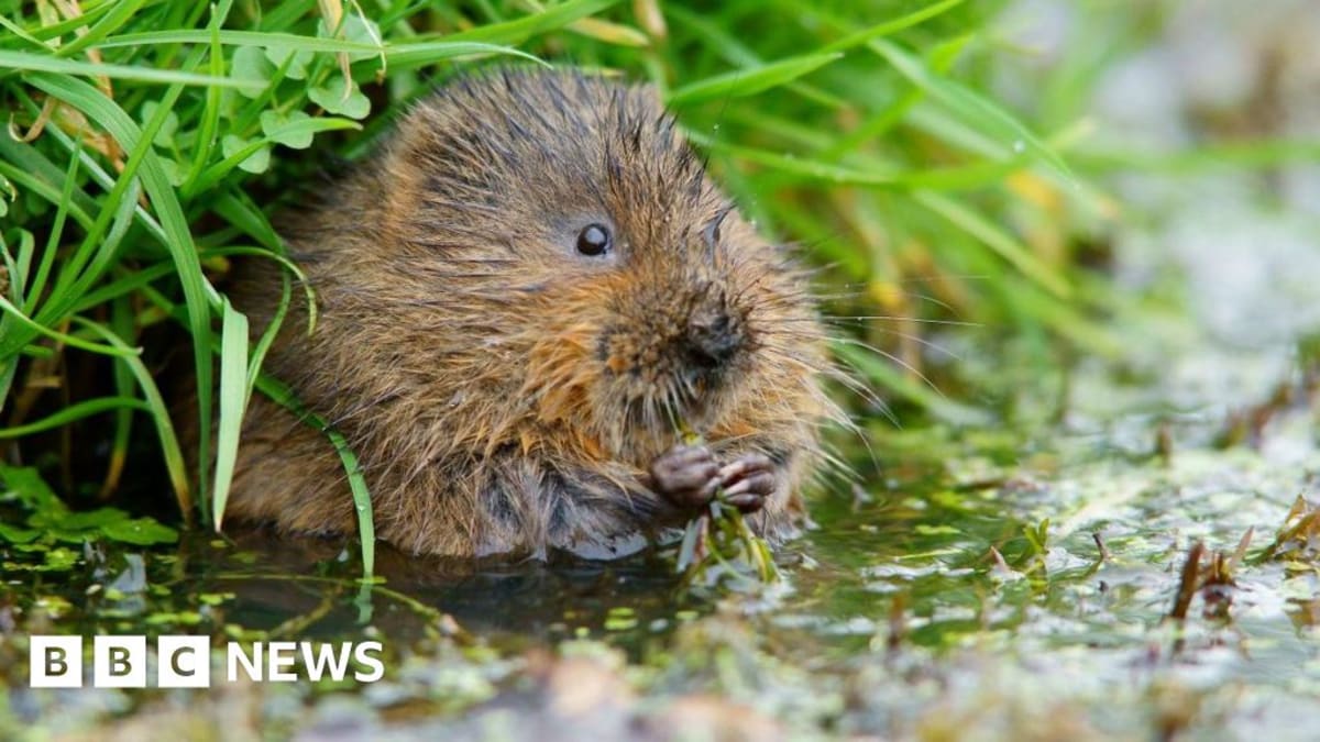 Water vole burrow entrance in muddy riverbank along Surrey's Hogsmill River showing conservation success