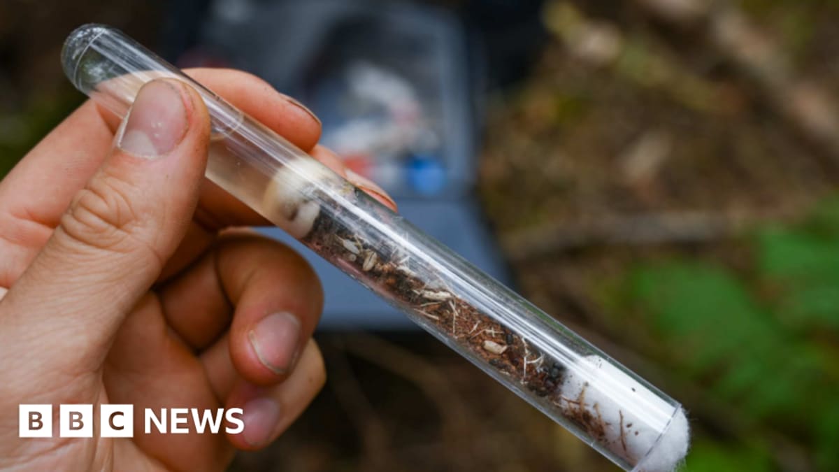 Lost' Ants Return to English Woodland After Decades