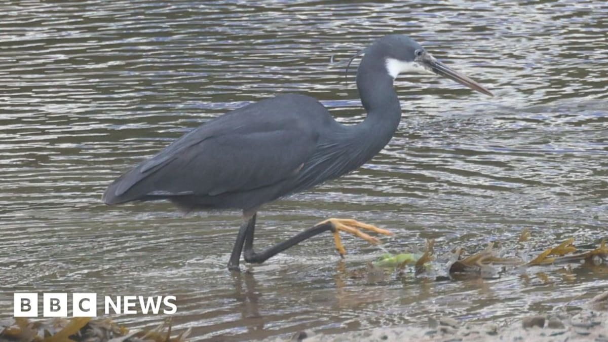 Rare African Heron Draws 300 Birdwatchers to Welsh Town