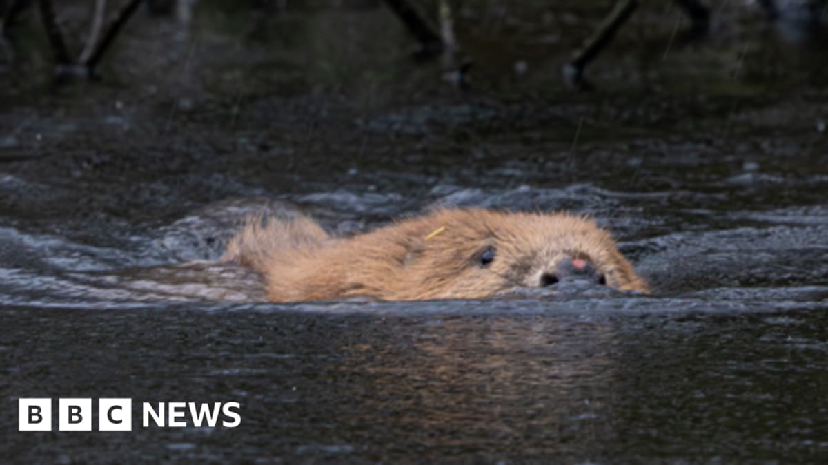 Beavers Return to Cornwall After 500 Years, Slow Floods