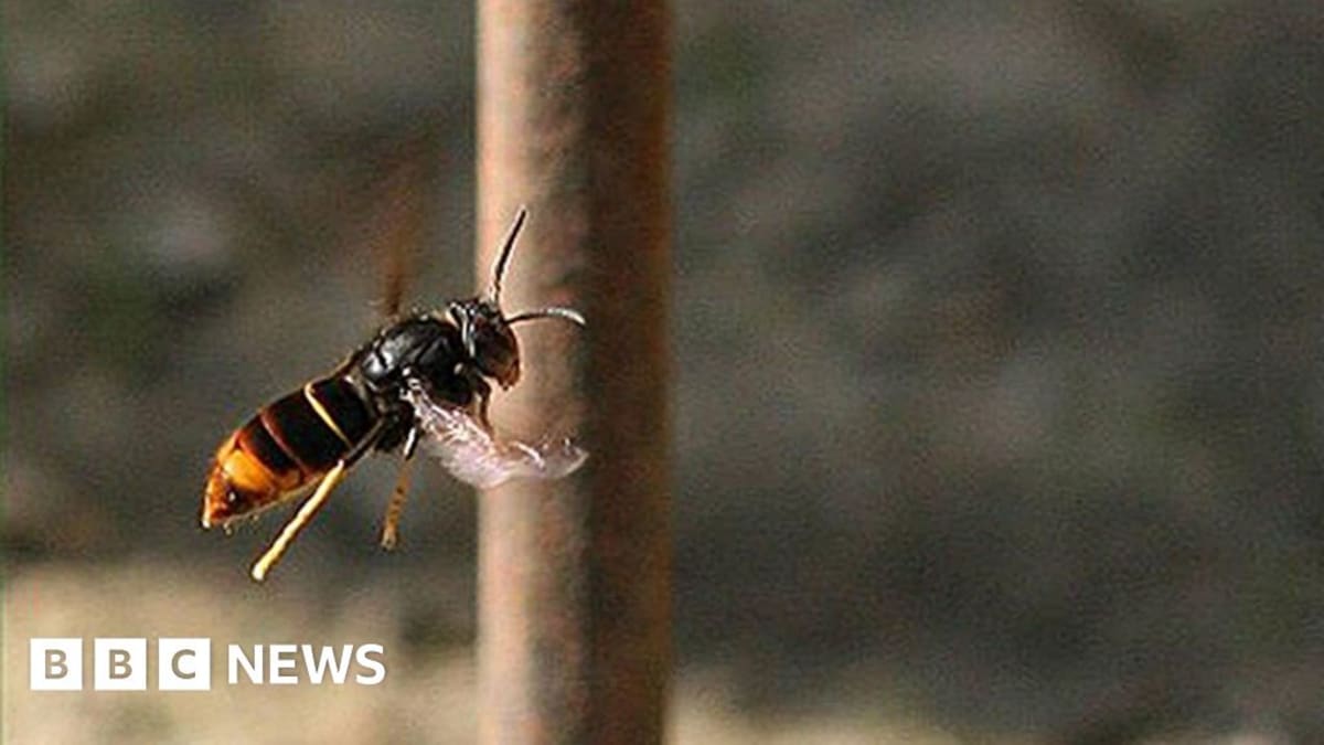 Guernsey Residents Track 205 Hornet Queens This Year