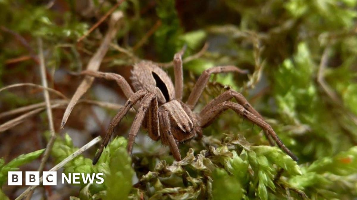Tiny diamond-backed spider on heathland vegetation at Clumber Park, Nottinghamshire