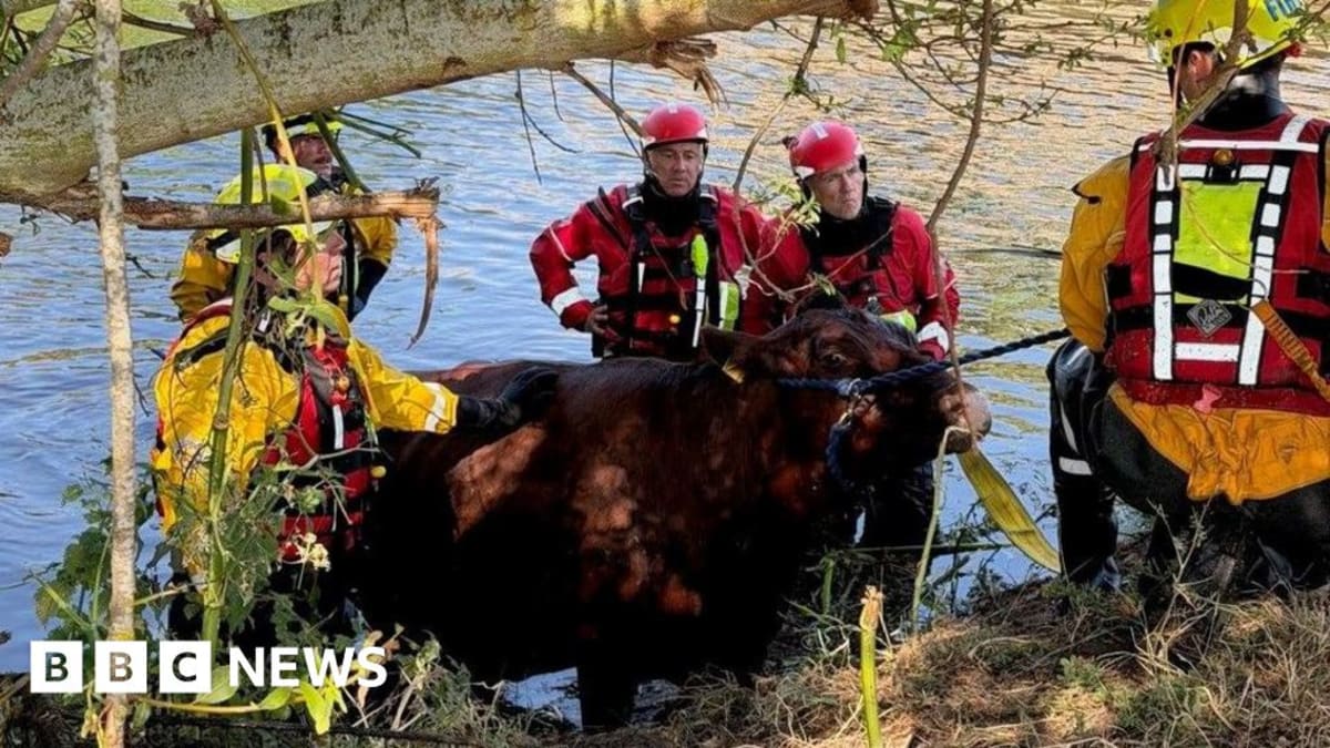 Firefighters Rescue Cow Trapped in A1 Tunnel