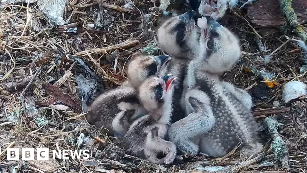 Four young osprey chicks being fed fish by their mother in nest near Poole Harbour