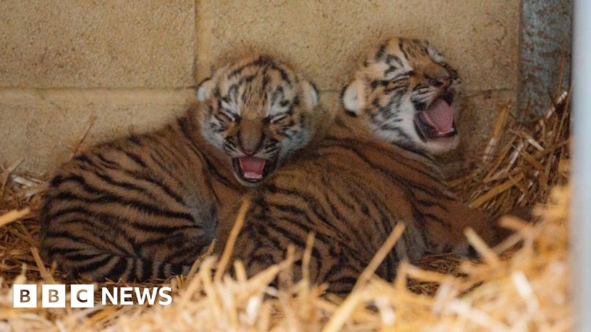 Endangered Tiger Twins Born at UK Safari Park
