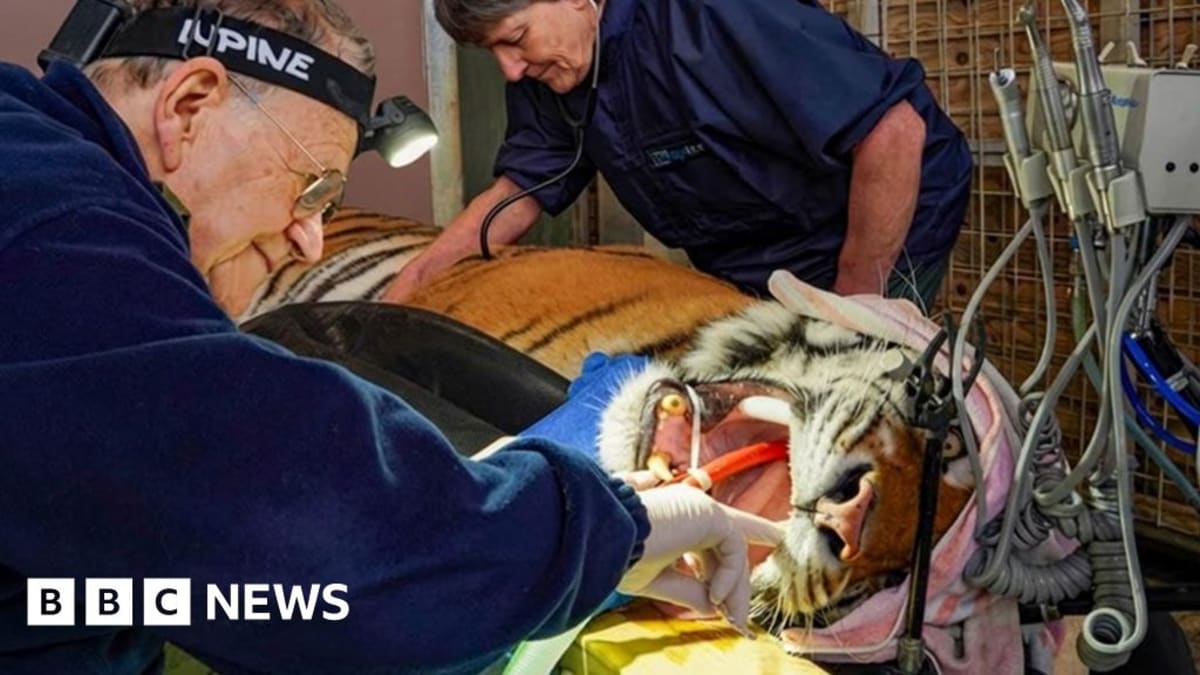 Rescued Tiger Gets Root Canal, Saves 7cm Teeth in UK