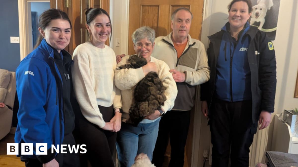 Cat Missing 4 Years Found Two Streets from Home