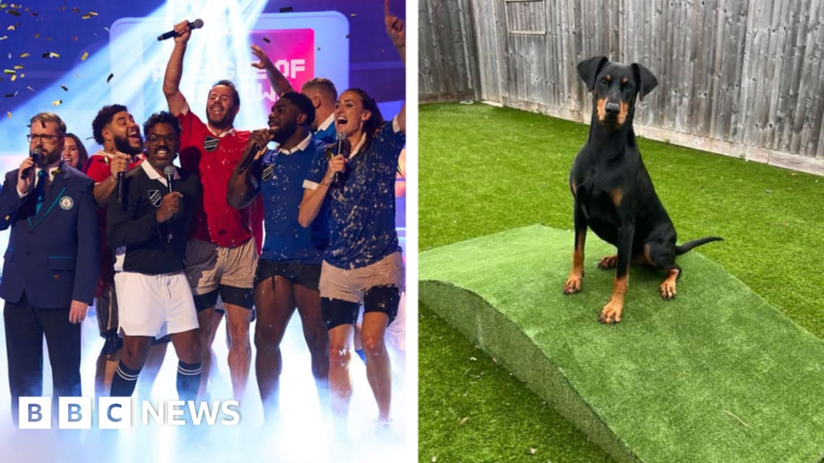 Rescue dogs training on repurposed astro turf mounds from A League of Their Own TV set