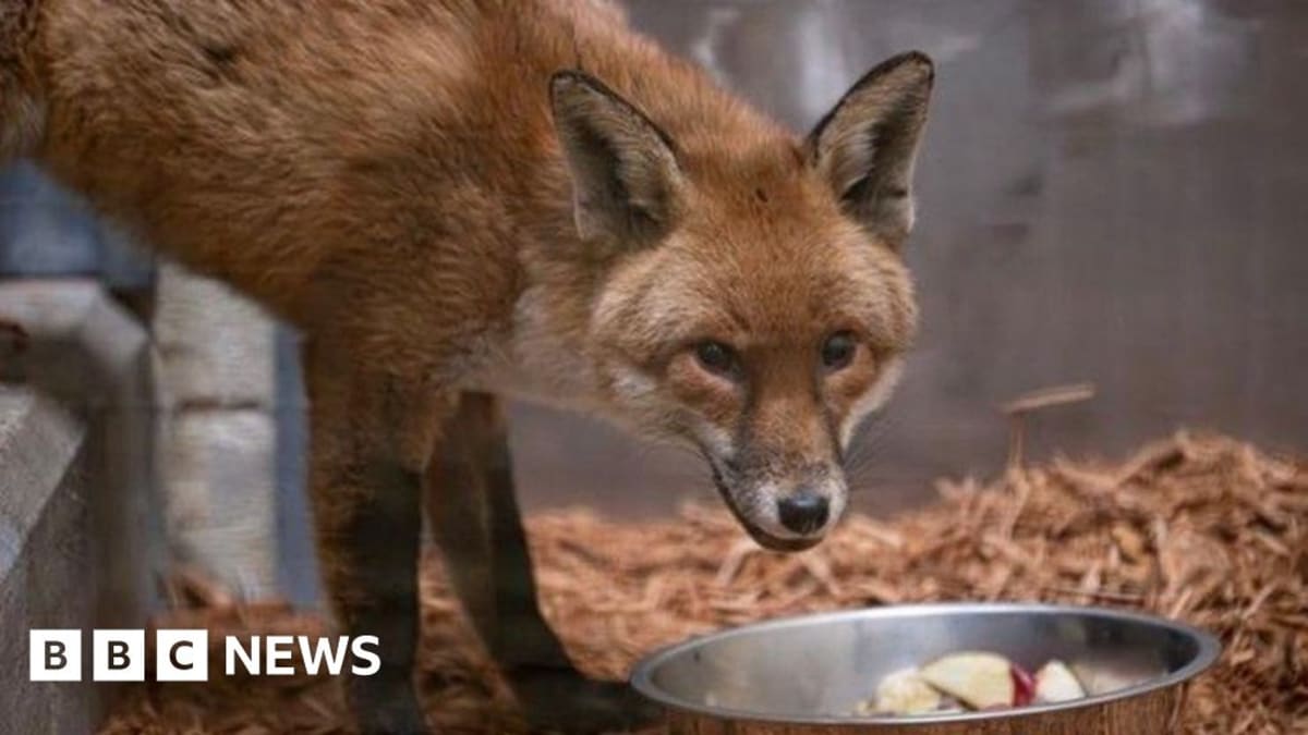 Stowaway Fox Basil Beats Rare Disease After Ship Journey