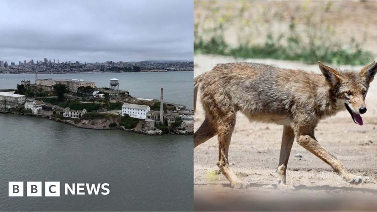 Coyote Swam 2 Miles to Alcatraz, DNA Test Reveals