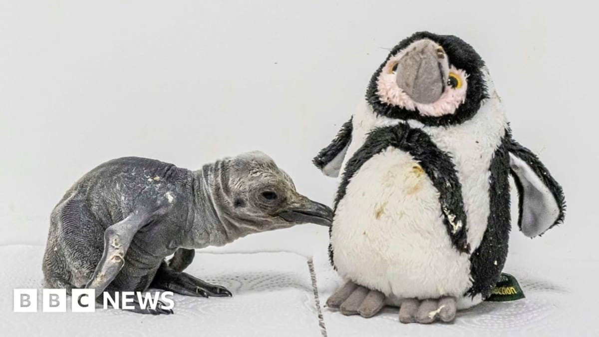 First UK King Penguin Chick in 10 Years Beats the Odds