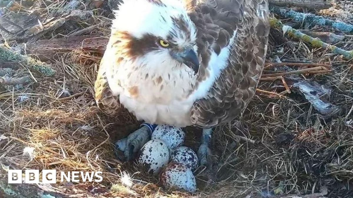 Female osprey CJ7 sitting on nest with four speckled eggs in Dorset garden