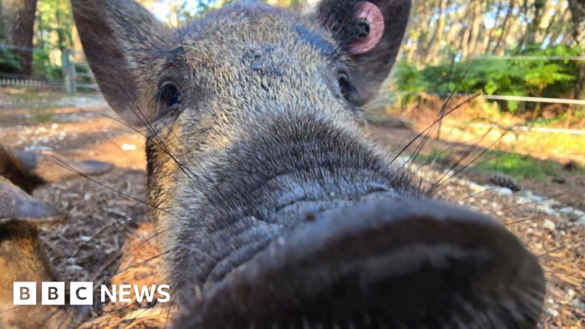 Two Hairy Pigs Are Saving a British Island's Ecosystem