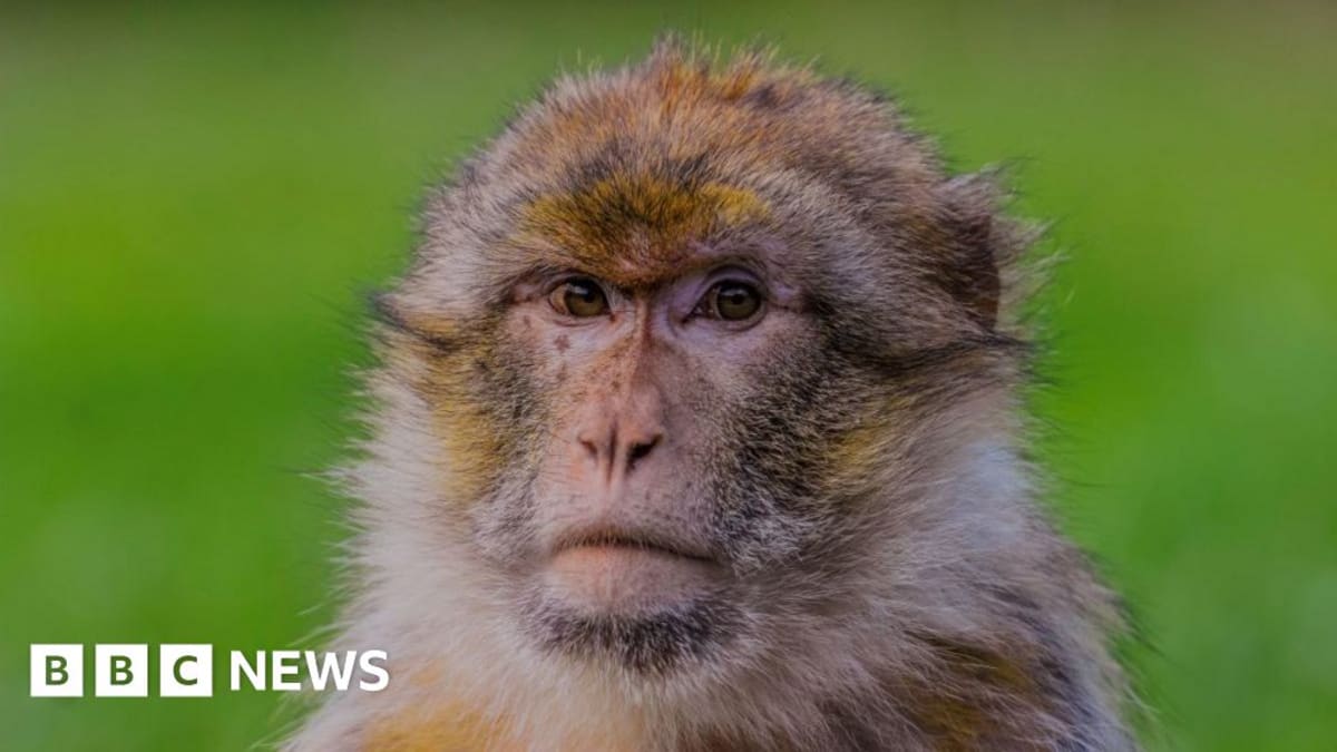 Crinkle the Barbary macaque at Trentham Monkey Forest whose DNA is helping conservation efforts