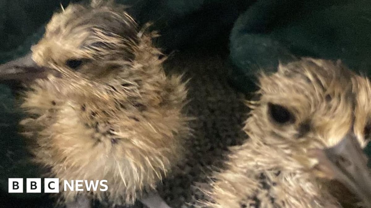 Firefighters Save 4 Curlew Eggs From Wildfire, All Hatch