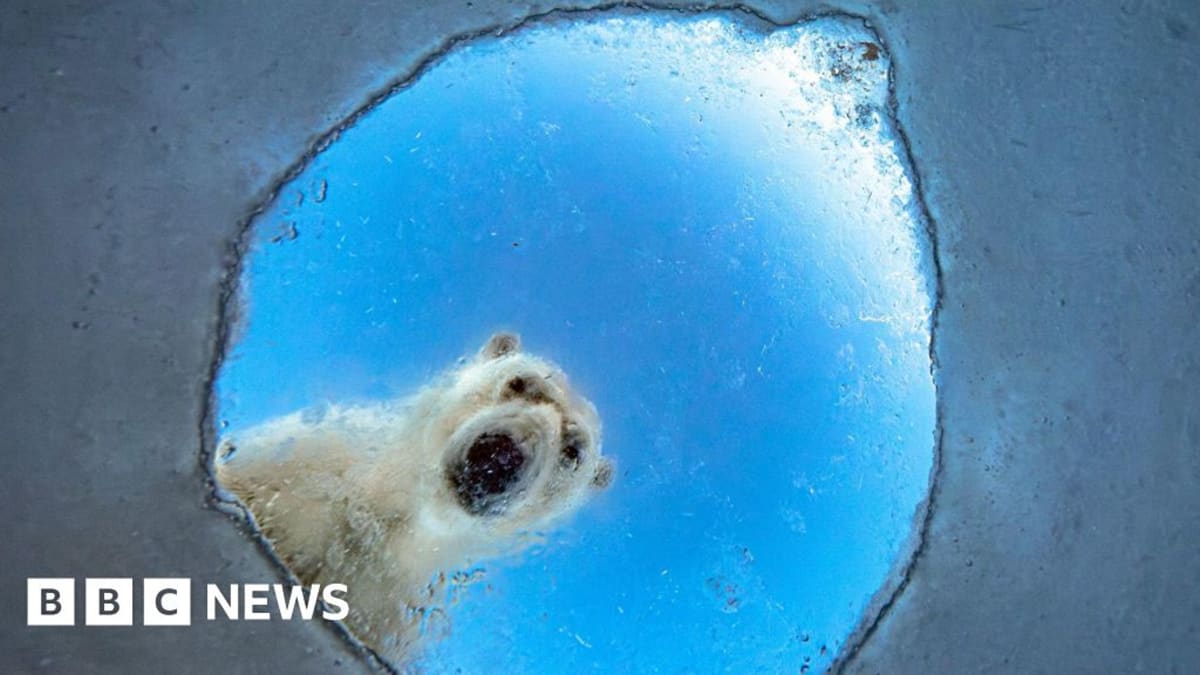 Photographer Waits 8 Hours to Capture Polar Bear's Gaze