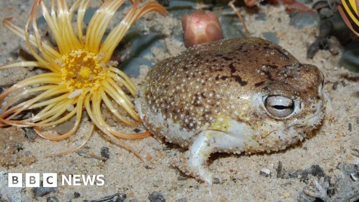 Squeaky Desert Frog Gets Global Protection From Mining