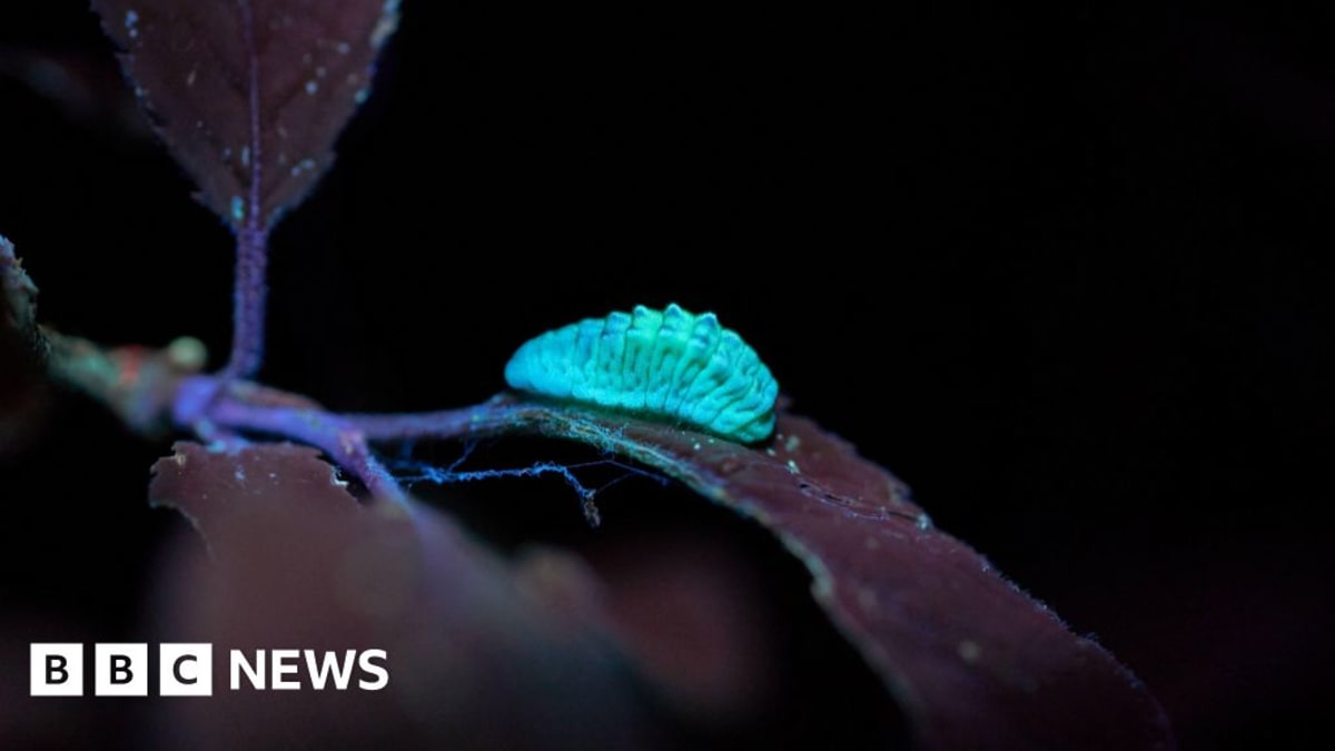 Gareth Tilley using UV torch to reveal glowing black hairstreak caterpillar on branch