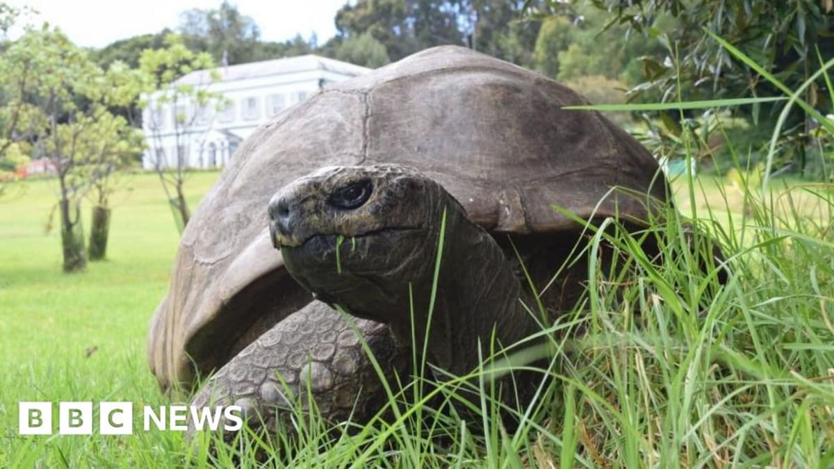 Jonathan, a giant tortoise with weathered shell, resting on green grass at St. Helena island