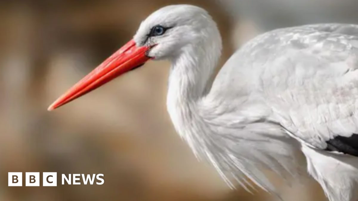 White stork with distinctive red beak and legs standing in British wetland habitat