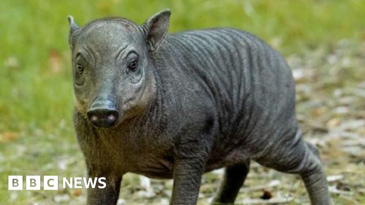 Small hairless babirusa piglet Rana standing next to mother at Chester Zoo enclosure