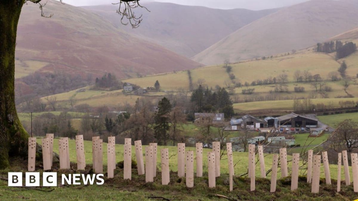 Lake District Volunteers Plant 17,860 Trees in 5 Months